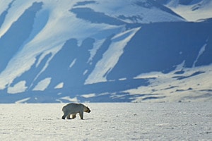 Eisbär auf Spitzbergen Eisbär auf Spitzbergen