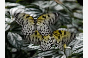 Flying Beauties III