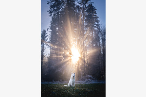 Erleuchteter Hund