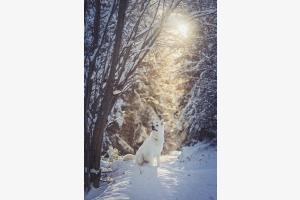 Schneehund