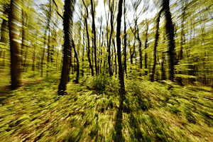 Frühlingswald