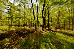 Waldblick
