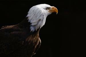 bald eagle