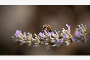 Biene im Lavendel