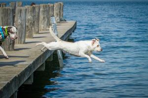 Sprung in den Sommer Sprung in den Sommer