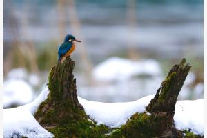 Biodiversity Biodiversity