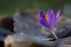 Ein Krokus alleine macht noch keinen Frühling