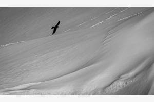 Die Alpendohle und der Schnee