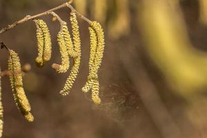 Wenn Haselpollen fliegen ist der Frühling nicht mehr weit