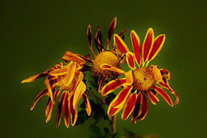Flores 1
