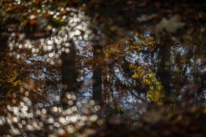 Bokeh Bokeh
