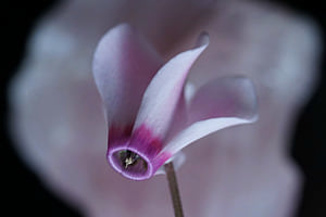 Alpenveilchen (Cyclamen)