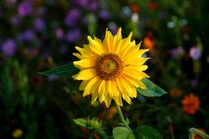 Sonnenblume