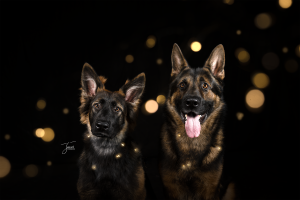Weihnachtsglitzer