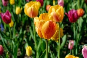 Tulpen I