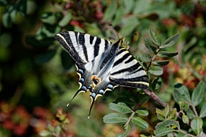Iberischer Segelfalter