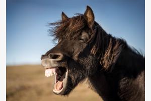 happy horse happy horse