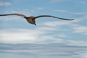 Im Flug