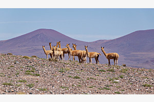 Vikuñas
