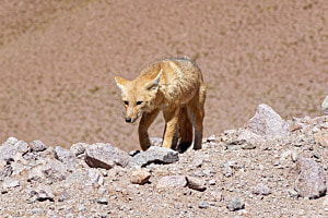 Andenfuchs
