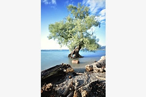 Bodensee