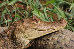 Krokodilkaiman beim Sonnenbaden
