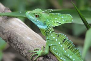 Stirnlappenbasilisk