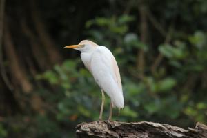 Kuhreiher