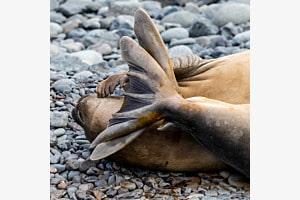 Seeelefanten beim Chill-out