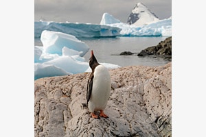 Eselpinguin in seinem Habitat