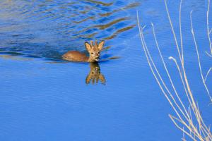 Rehbock durchschwimmt die alte Aare Rehbock durchschwimmt die alte Aare