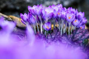 Frühlinsbote Krokus