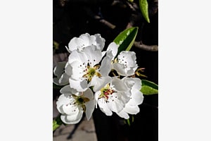 Birnbaum-Blüten