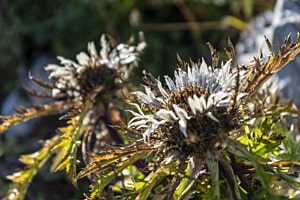 silberdistel