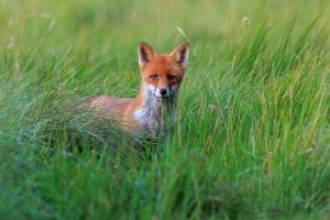 Jungfuchs hat mich im Tarnzelt entdeckt Jungfuchs hat mich im Tarnzelt entdeckt
