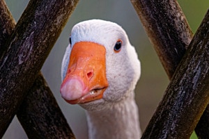 Gans