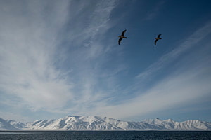 Birds over Svalbard Snow Mountains