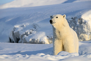 Der Bär aus der Kälte Der Bär aus der Kälte