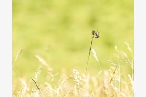 Papillon Papillon