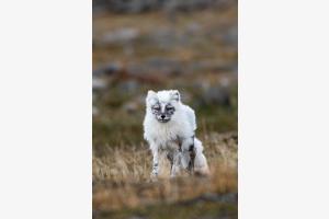 Polarfuchs