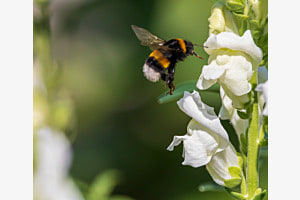 Hummeleflug