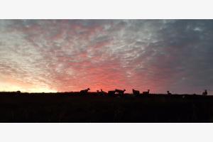 morgens an der Krete morgens an der Krete