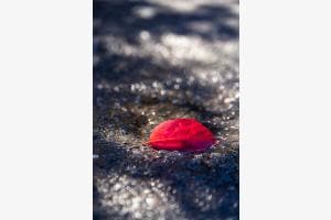 Herbstlaub