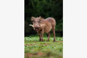 junges Warzenschwein im Hluhluwe Nationalpark junges Warzenschwein im Hluhluwe Nationalpark