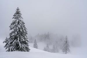 Märchen-Wald