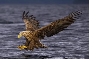 Der perfekte Fang (Seeadler) Der perfekte Fang (Seeadler)