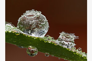 gefrorene Tautropfen
