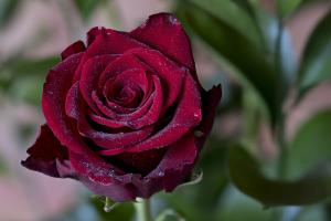 Rose Rose