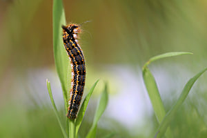 Grasglucke