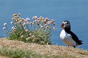 Papageientaucher (Schottland)
